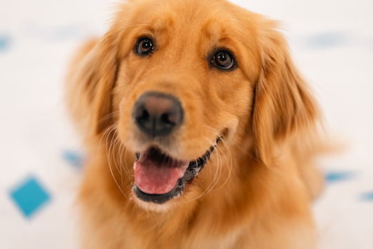 Most popular pet names for 2025: Luna leads for seventh year as te