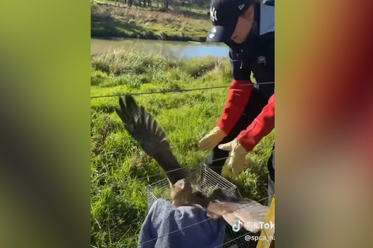 Rescued hawk released by Gisborne SPCA following road rescue NZ - Main Image