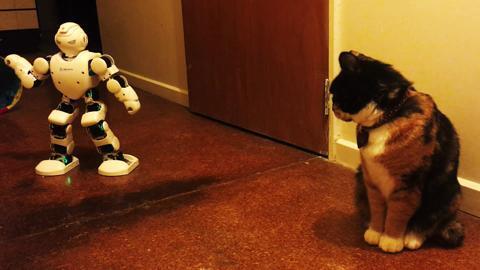 Meet chip best sale robot dog