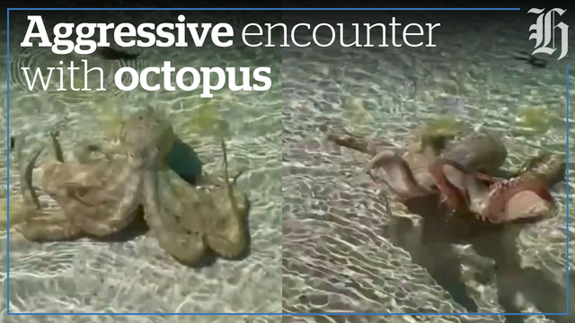 Australian man faces rare attack by an angry octopus 