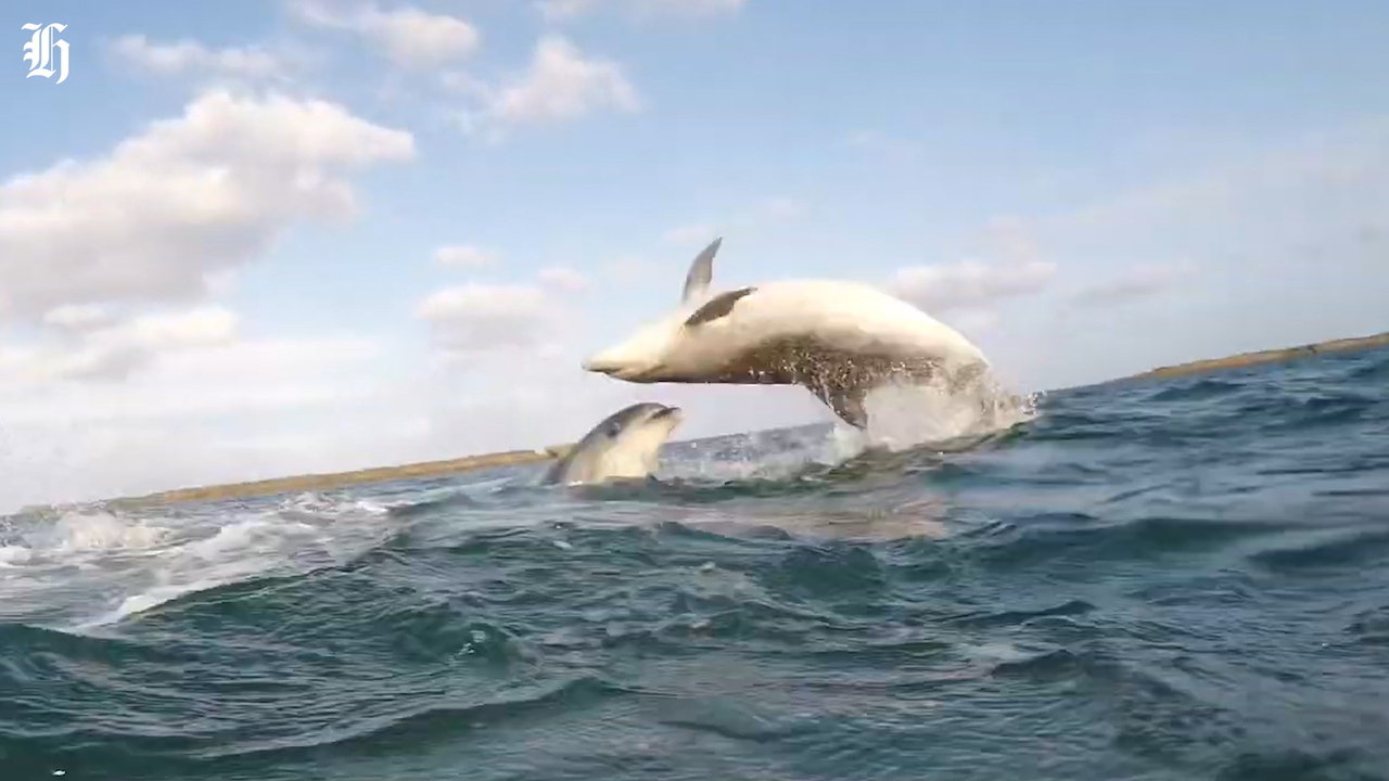 Dolphin whisperer': Boy's epic encounter with dolphins caught on