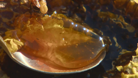 Video for Sweet deal for Ngāti Porou to harvest liquid gold
