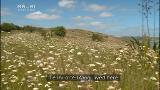 Video for Ancestral kumara gardens replanted on Matakohe Island