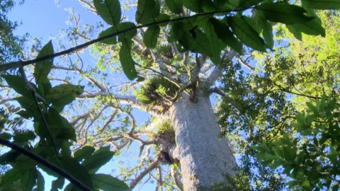 Video for North Shore tracks to close to stem kauri dieback
