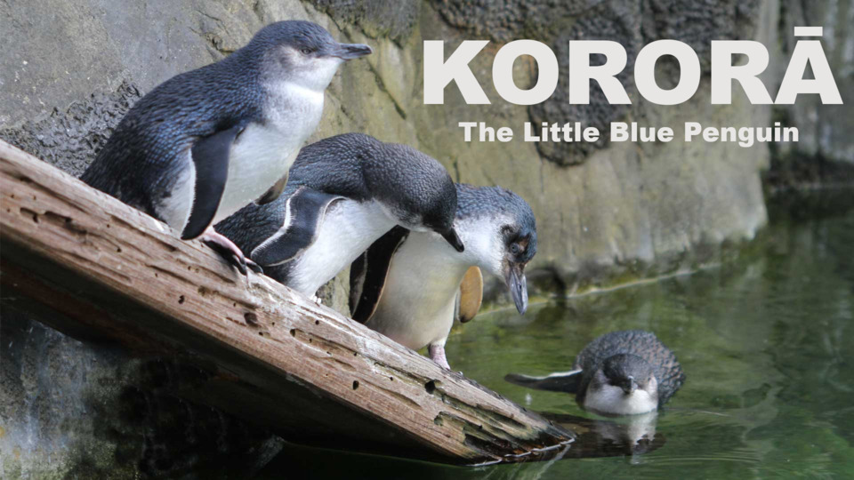 Video for Kororā The Little Blue Penguin