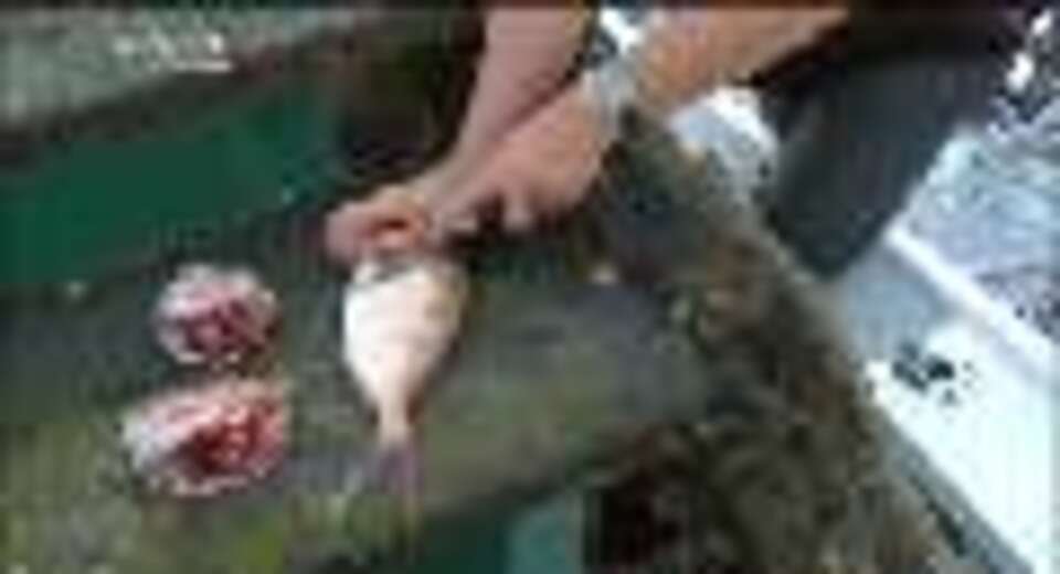 Video for He nui ngā painga o te pae ipurangi Free Fish Heads