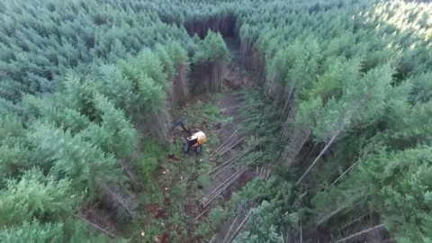 Video for Ministers consult on forestry regulation improvements