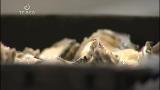 Video for Police warn against black market oysters