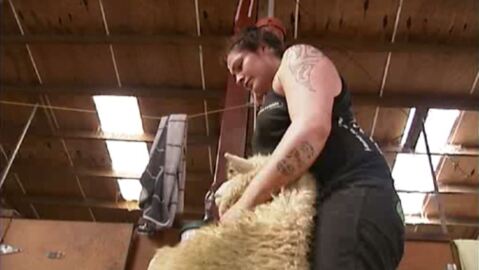 Video for Karauria wins open woolhandling title