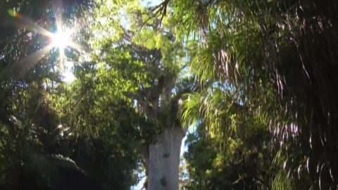 Video for Whangarei takes action on the spread of kauri dieback