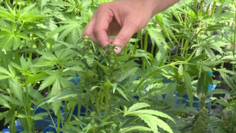 Video for East Coast locals welcome medicinal cannabis license