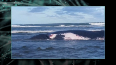 Video for Still hope to refloat remaining whale at Baylys Beach