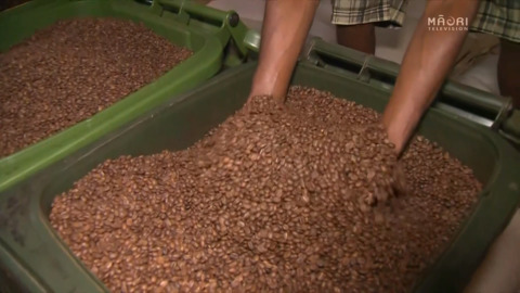Video for Vanuatu revives coffee industry four years post Cyclone Pam