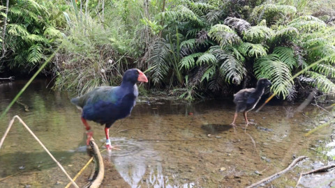 Video for Zealandia&#039;s Tākahe chick starts solid foods and explores surroundings 
