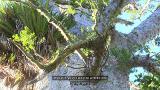 Video for Local iwi are fighting to protect Kauri for future generations