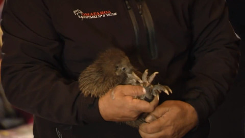Video for Texas Rangers pilot helping to protect Kiwi 