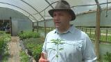 Video for Ruatoria could be first to grow medicinal cannabis in NZ