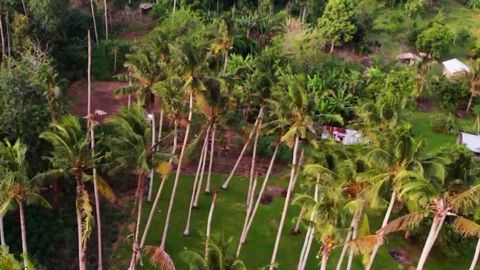 Video for Coconut beetle threatens to destroy Solomon Islands coconut industry