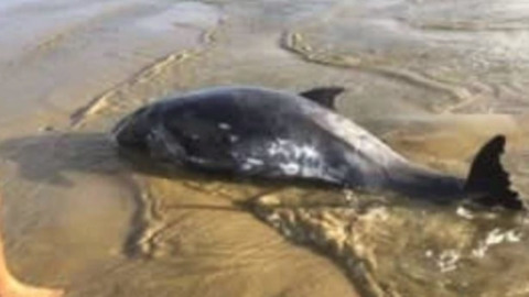 Video for High tide brings hope for stranded whales 