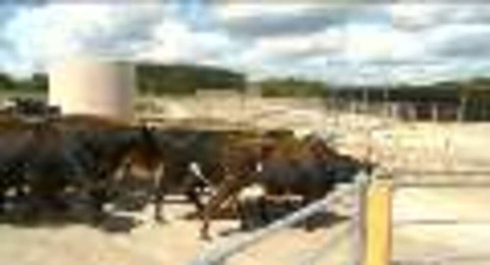 Video for Rangihāmama Dairy Farm comes to fruition