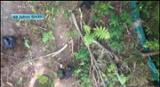 Video for Kua tukuna te kaiporotēhi rākau kauri i raro i ngā tikanga utu here