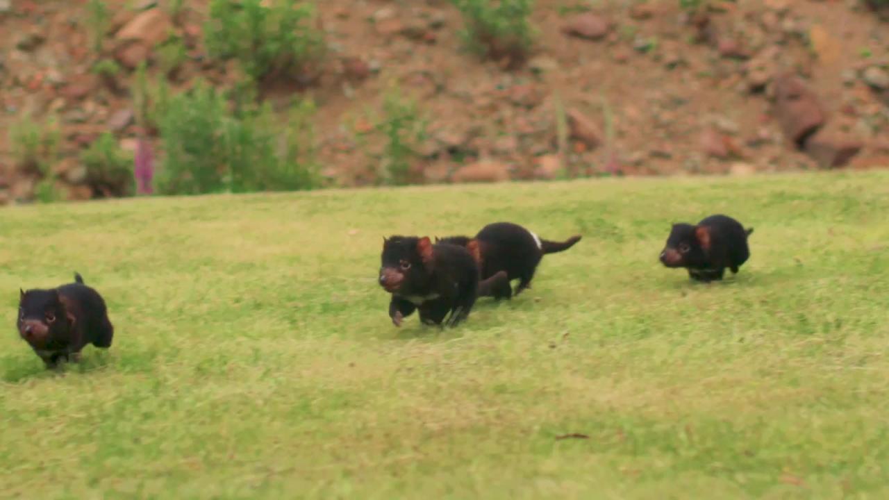 Tasmanian Devil Facts For Kids: Information, Images & Video