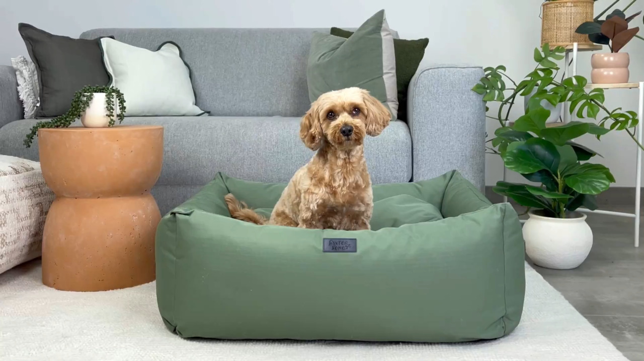 Outdoor dog bed bunnings best sale