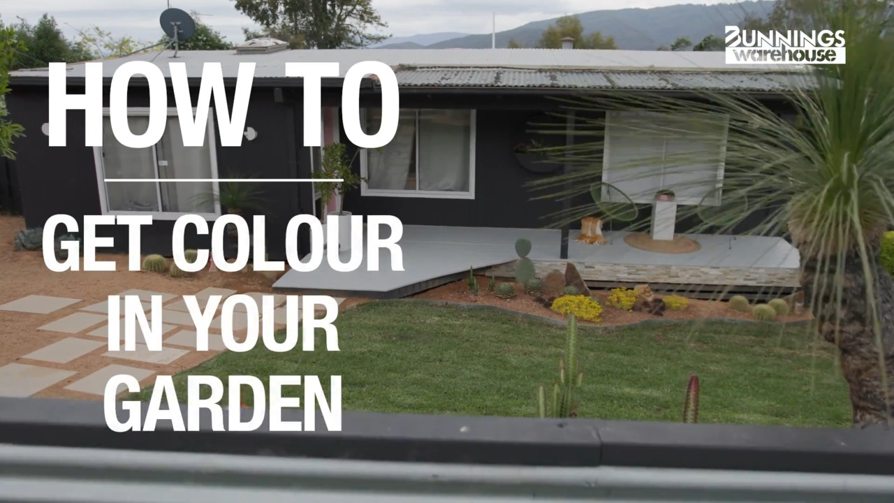 How to Get Colour in Your Garden - Bunnings New Zealand