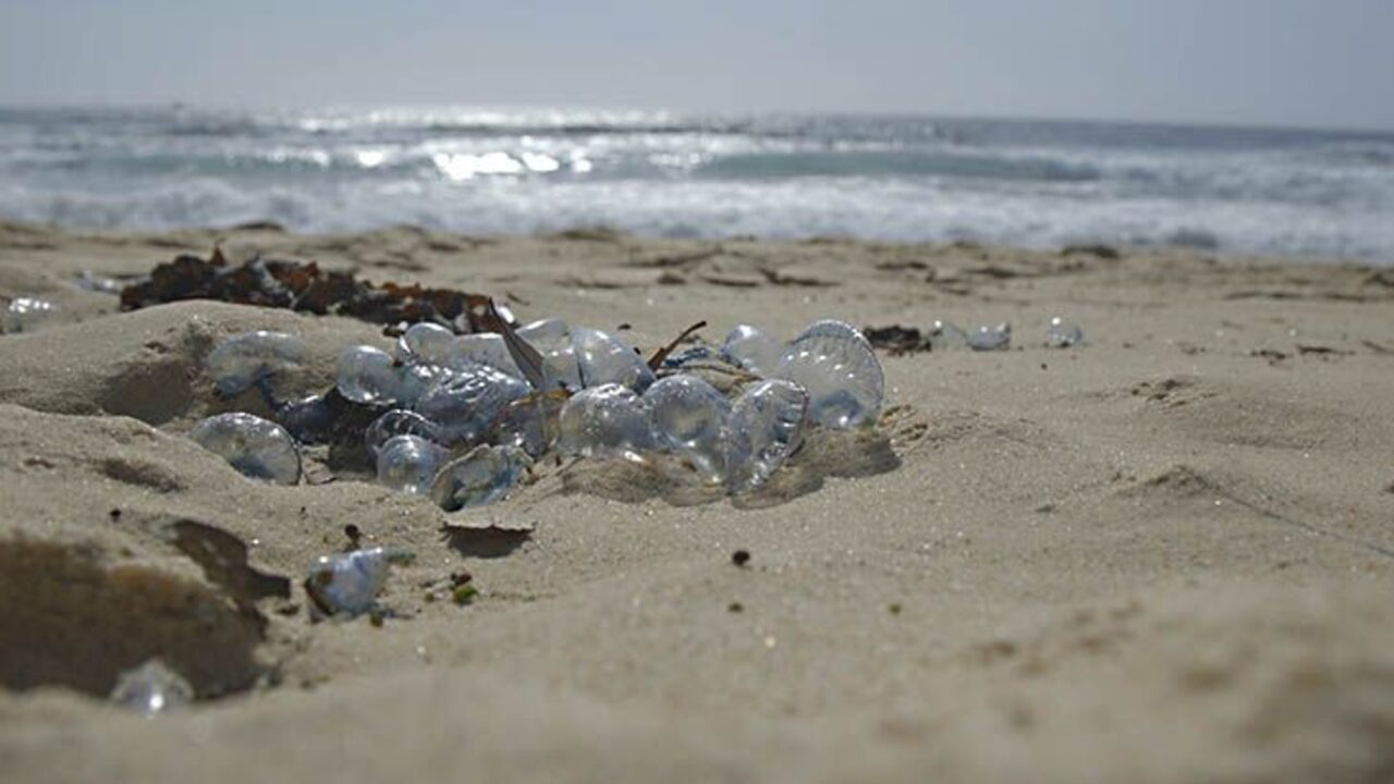 Want to avoid a bluebottle sting? Here's how to predict which beach they'll  land on