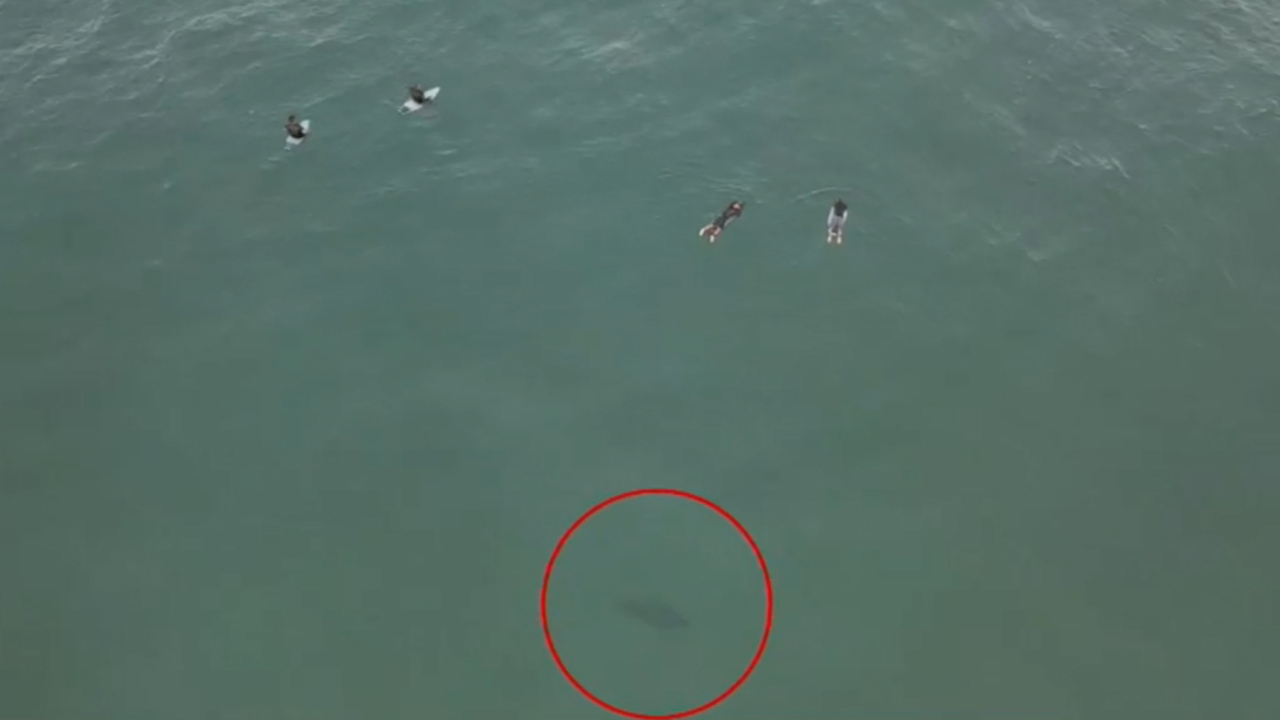 Drone Footage Captures Close Encounter With Shark