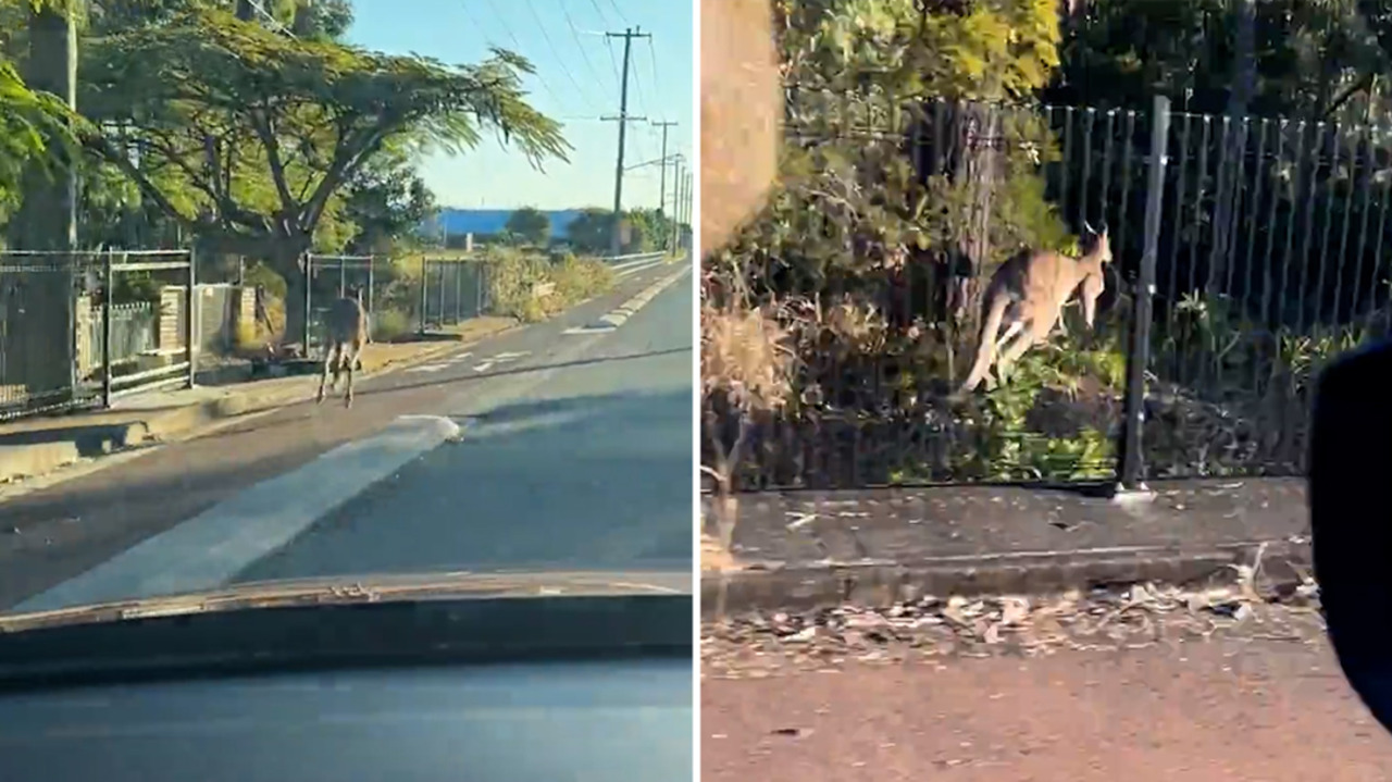 Wife’s first driving lesson in Australia interrupted by roo