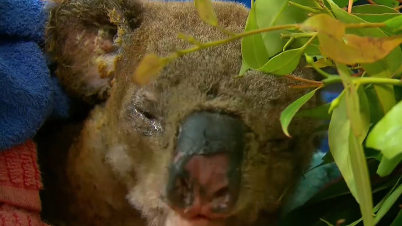 Lewis the koala died