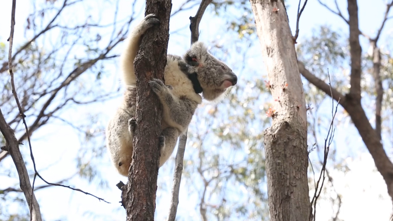 Koalas rescued from bushfires returned to their native habitat