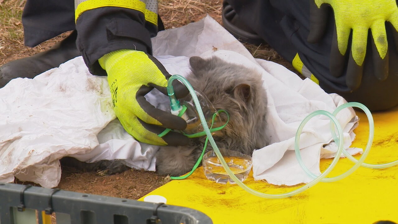 Firefighters rescue cat from burning home