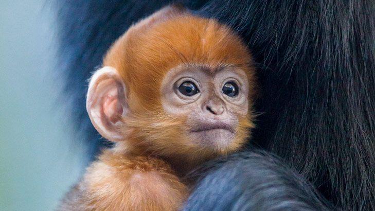 yellow moon 、blue monkey mix dwarf yellow moon 、blue monkey mix dwarf 【公式通販】