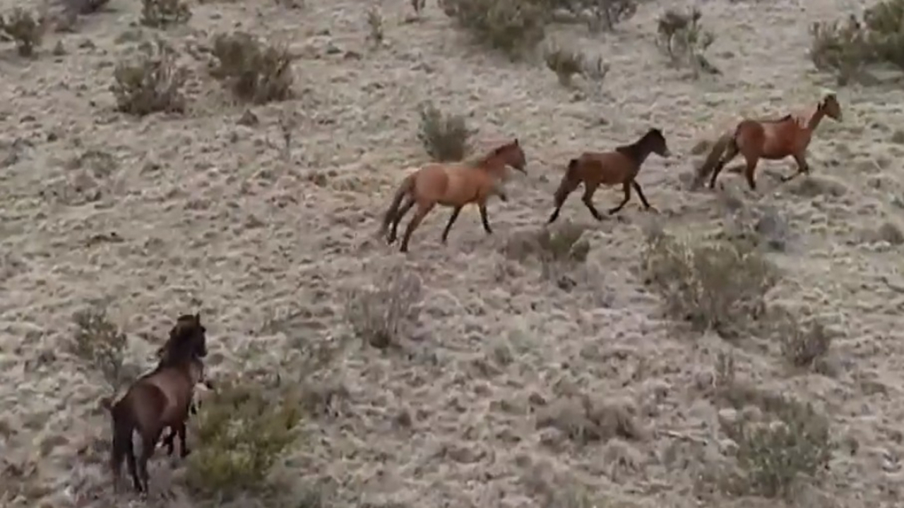 Wild horses blamed for ecological disaster