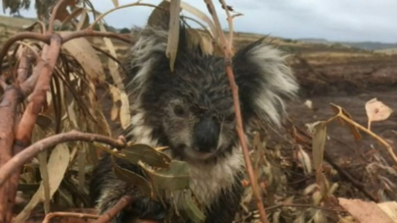 Hundreds of Koala feared dead after trees torn down