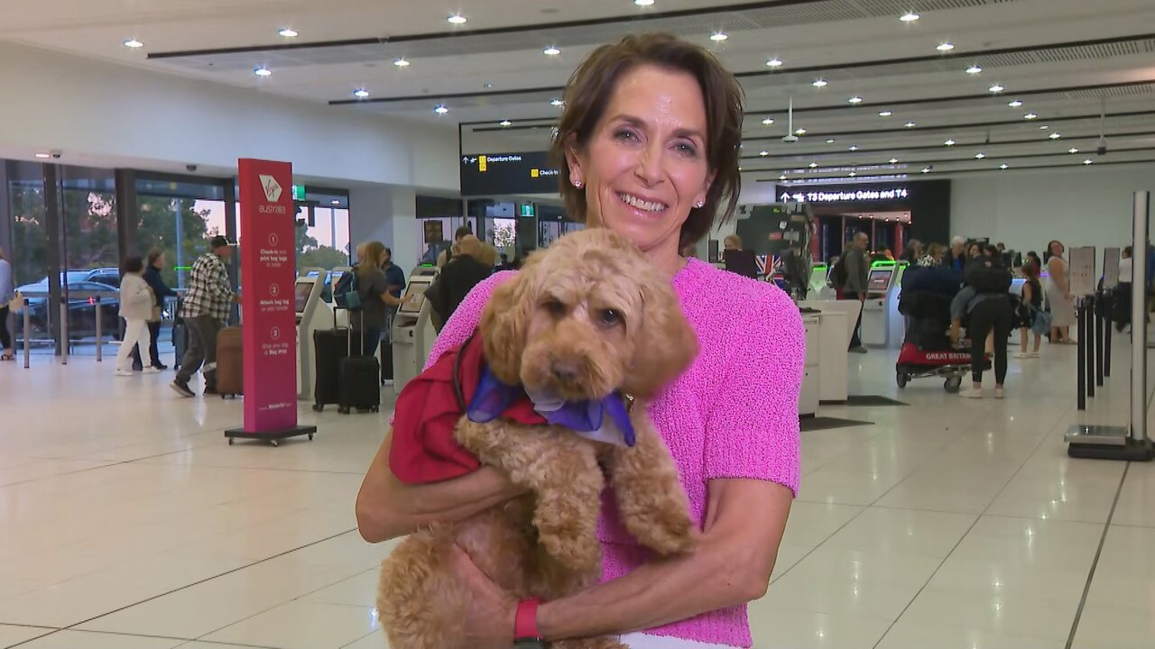 Virgin hoping to bring pets onto planes