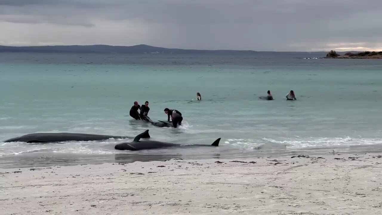 Volunteers working to save nearly 100 beached whales in Australia, but more  than half have died