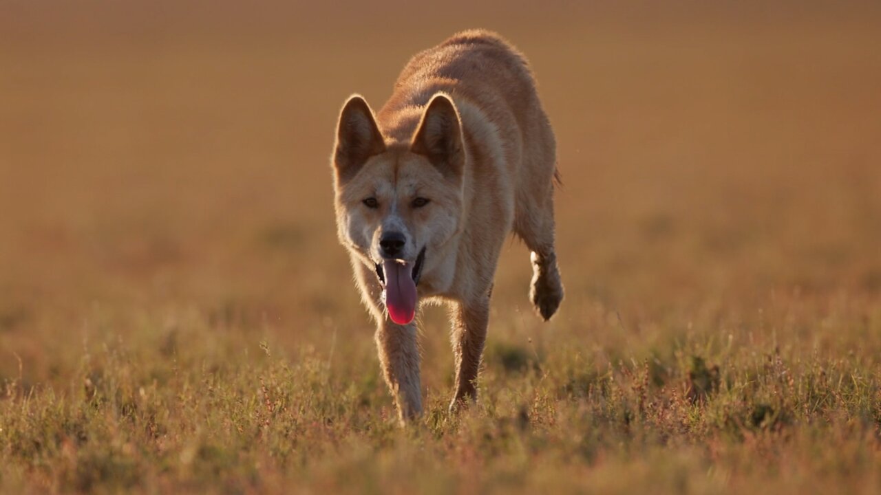Eyes of the dingo provide insight into how dogs became our