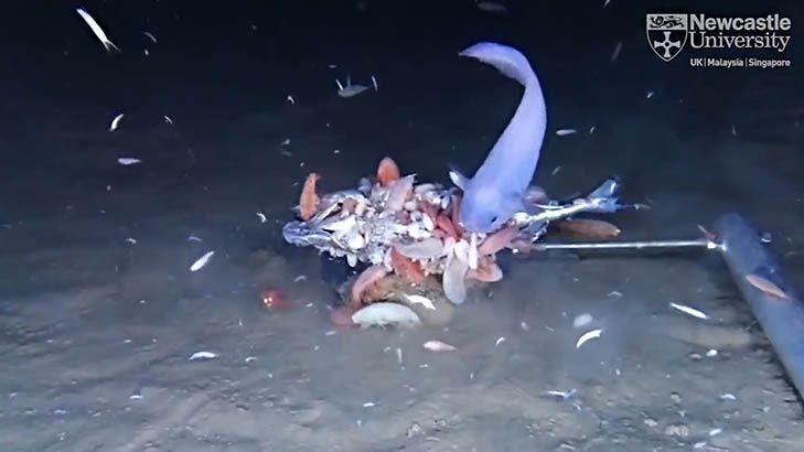 New sea creatures discovered on Pacific Ocean floor