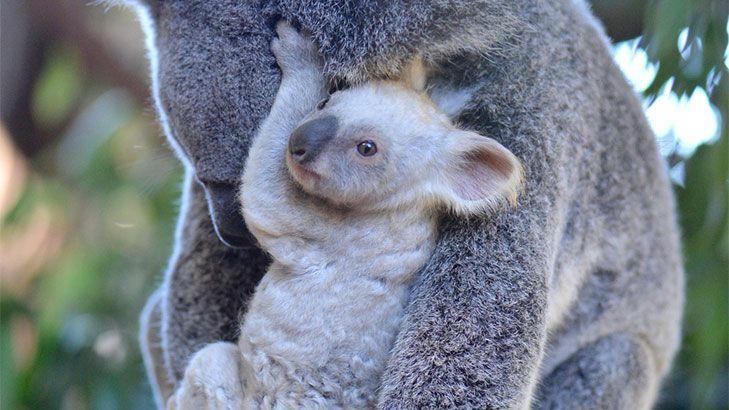 A very cute white koala has been born at Australia Zoo