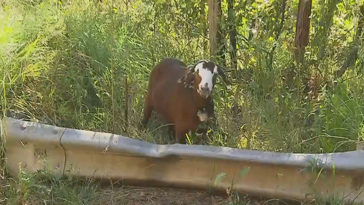 Man attacked by goat in NSW Blue Mountains