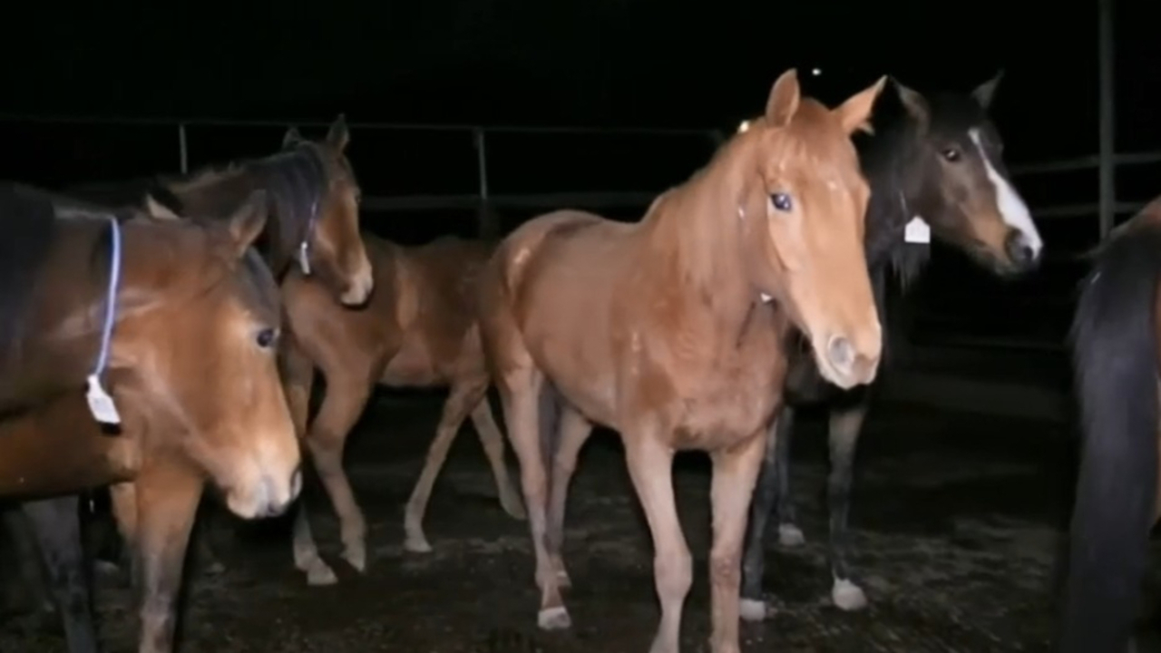 Aussie racehorses secretly sent to slaughter