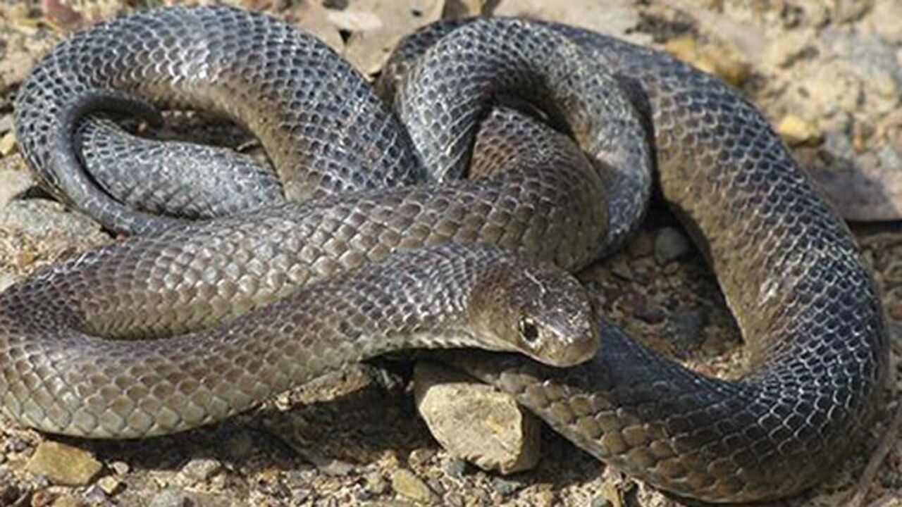 Victorian Snake Identification Chart