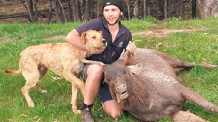 Six months in prison for man who trained dogs to hunt, kill wild Australian  animals