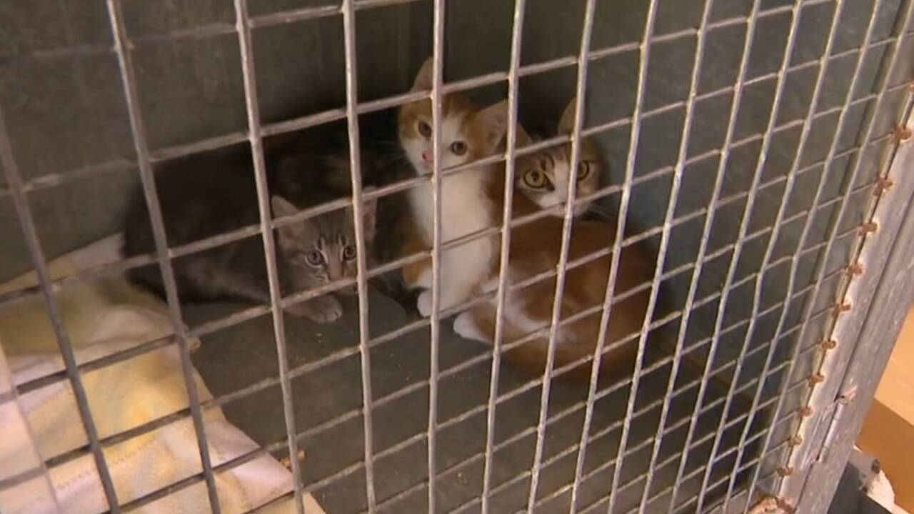 Rspca_official Rspca Cat Carrier RSPCA Shelter Closes Doors After