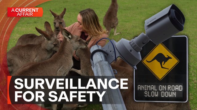 New AI Technology Aims to Protect Australian Wildlife on Roads