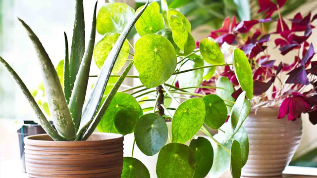 frydek plant Alocasia Variegated Frydek starter plant **(ALL plants require you to  purchase ANY 2 plants!)**