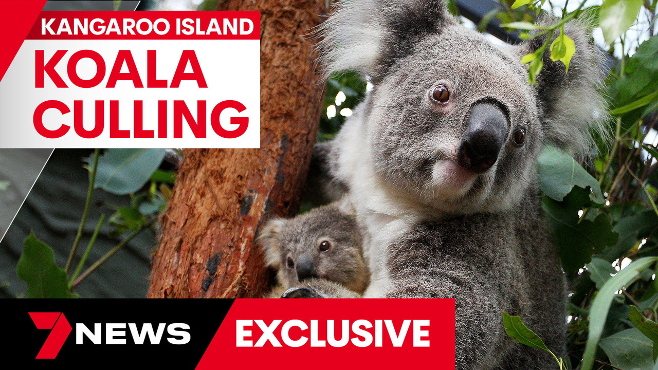 Australia lists koala as an endangered species across most of its range »  Yale Climate Connections